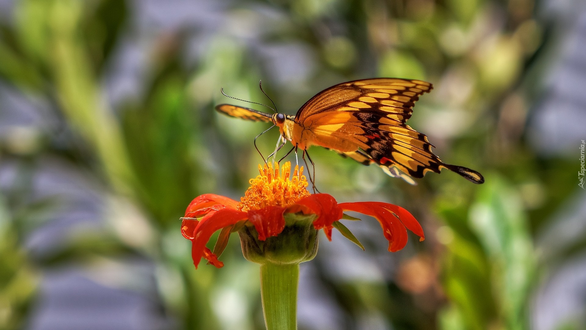 Aksamitka, Motyl