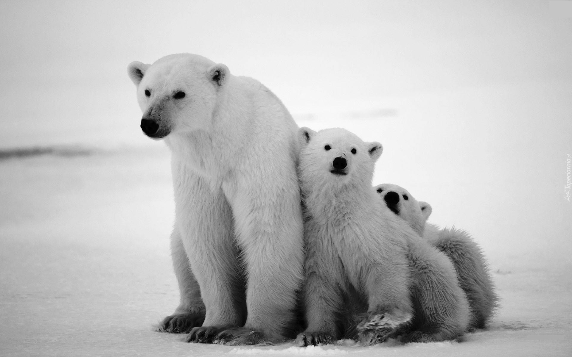 Niedzwiedzie, Polarne, Mama, Dwa, Małe