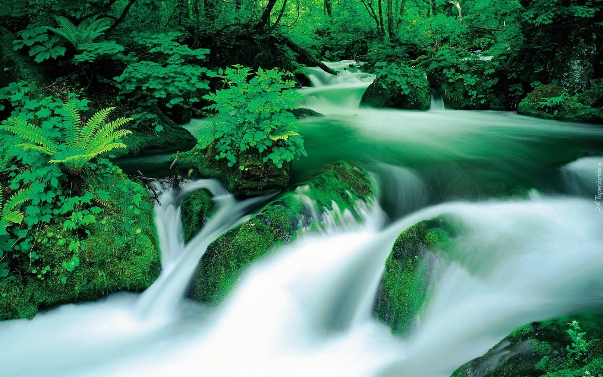 Установить видео живые обои. Живая природа водопады. Обои на рабочий стол водопад. Живые водопады. Живые обои на рабочий стол природа.