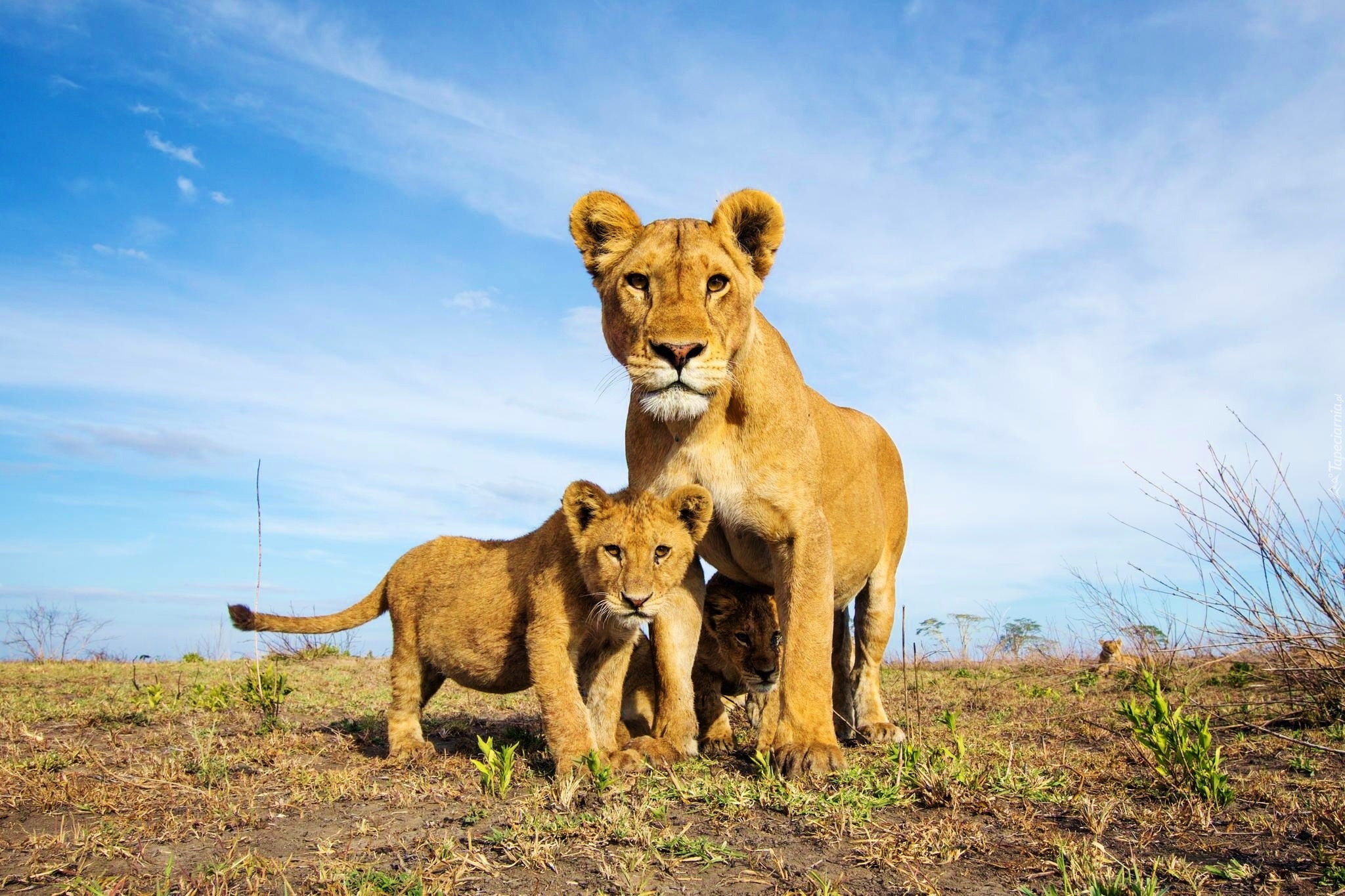 Wildlife photos. Лев львица и Львенок. Львов львица Лев Львенок. Прайд в Серенгети. Прайд в саванне.