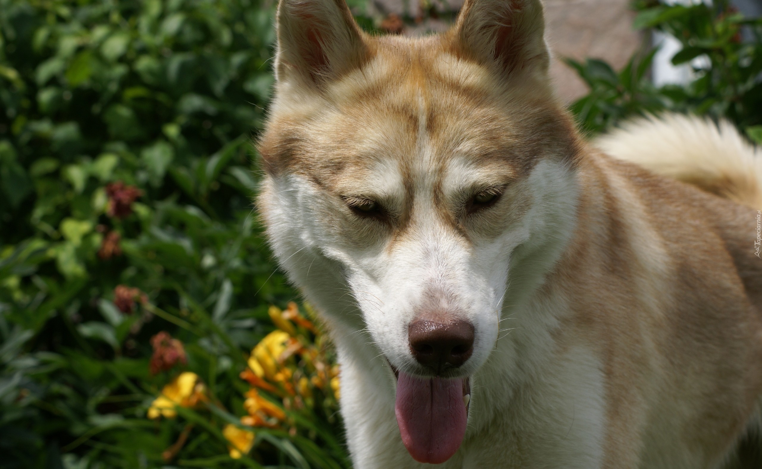 Siberian Husky