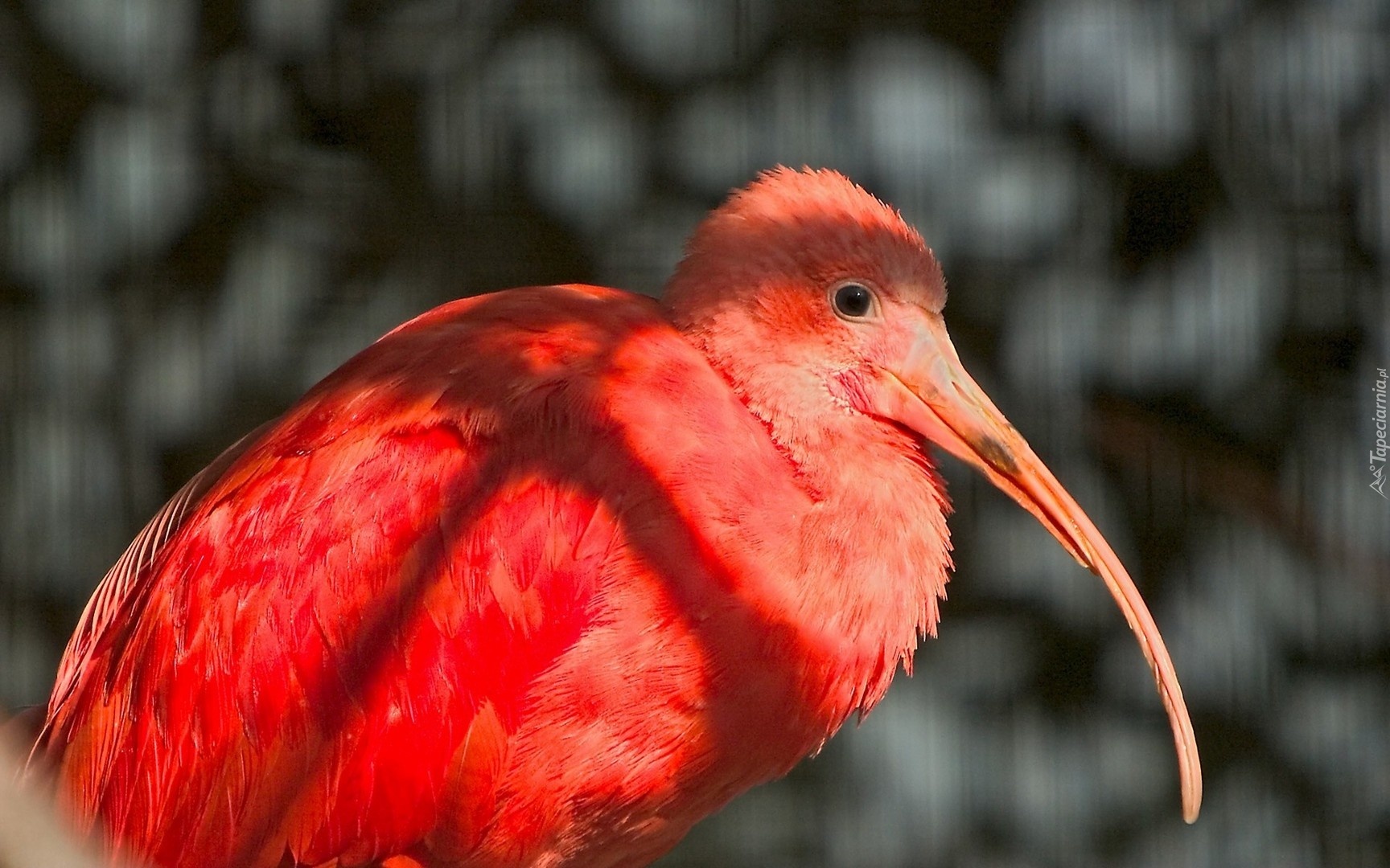 Ibis