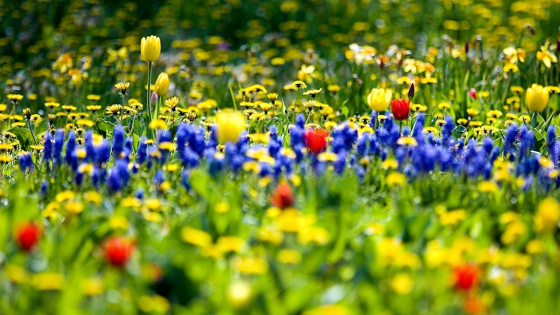 Wiosna, Kwietna, Łąka, Tulipany, Rozmycie