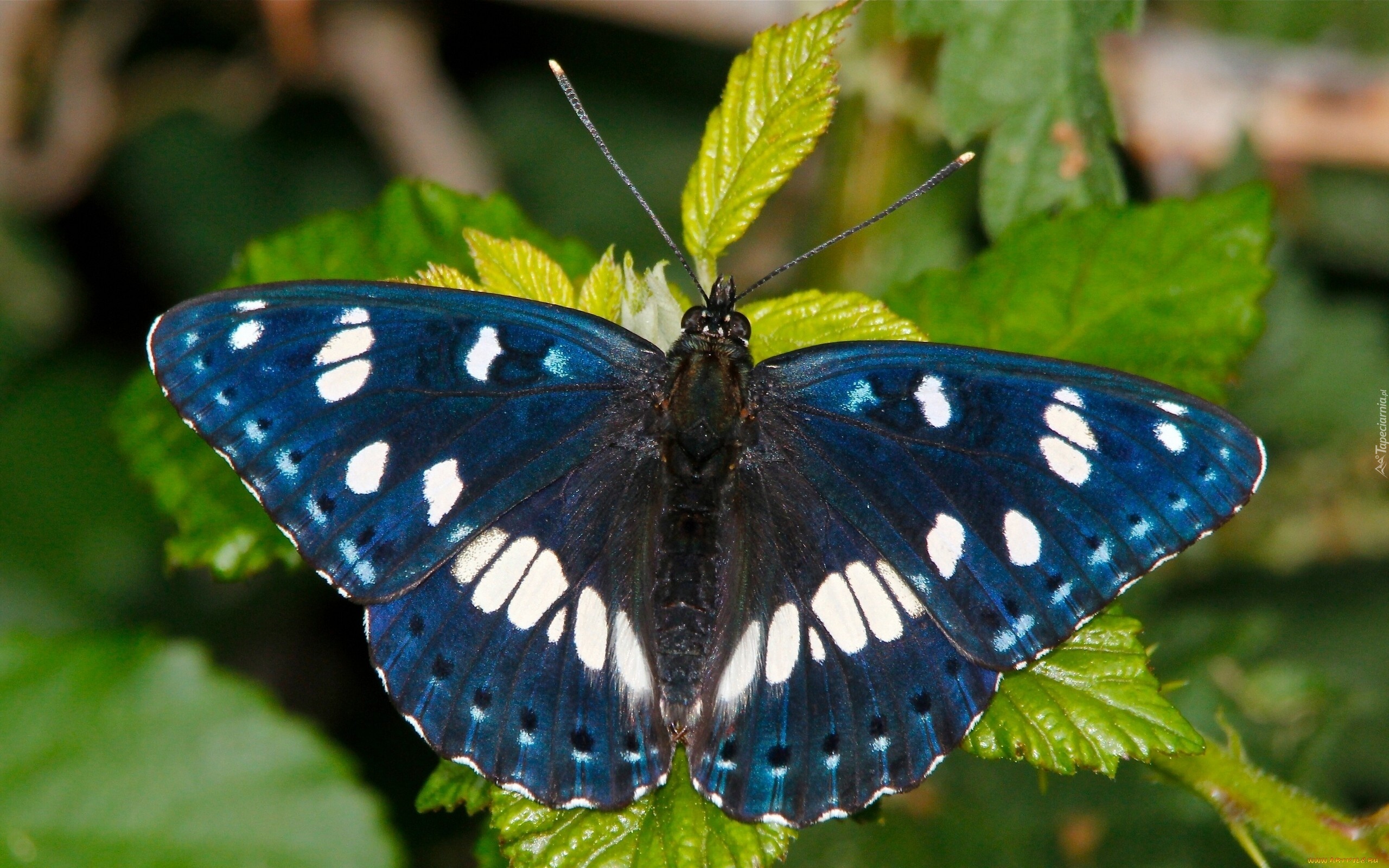 Niebieski, Motyl, Liście