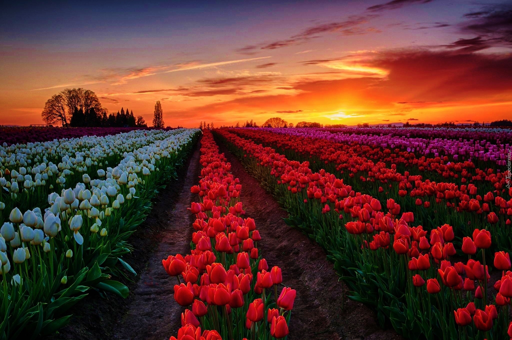 Zachód, Słońca, Tulipany