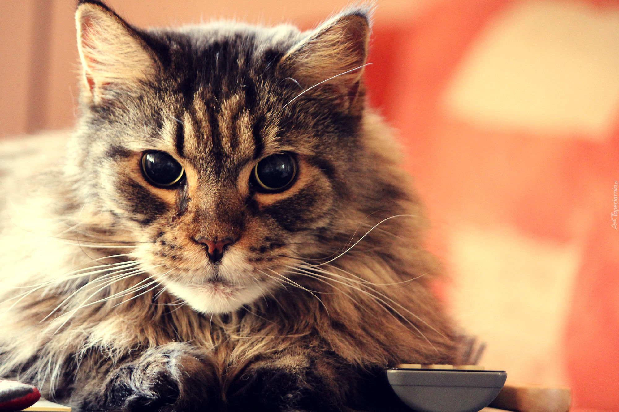 Kotek, Maine Coon, Miseczka