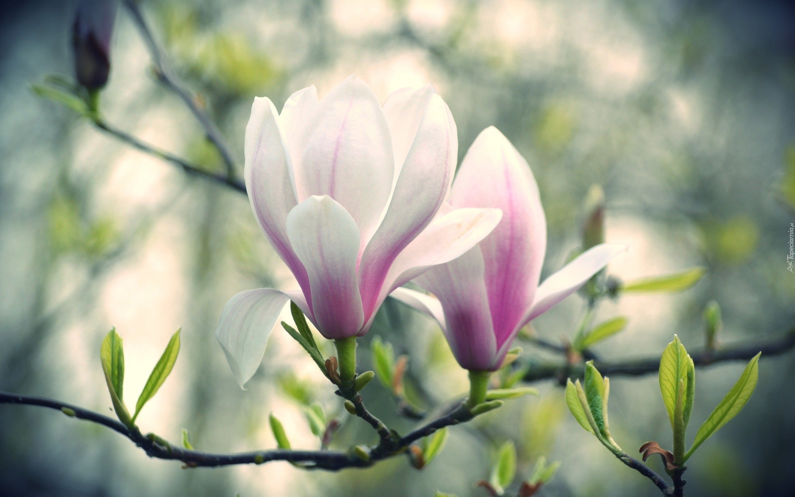 Magnolia, Różowy, Kwiat