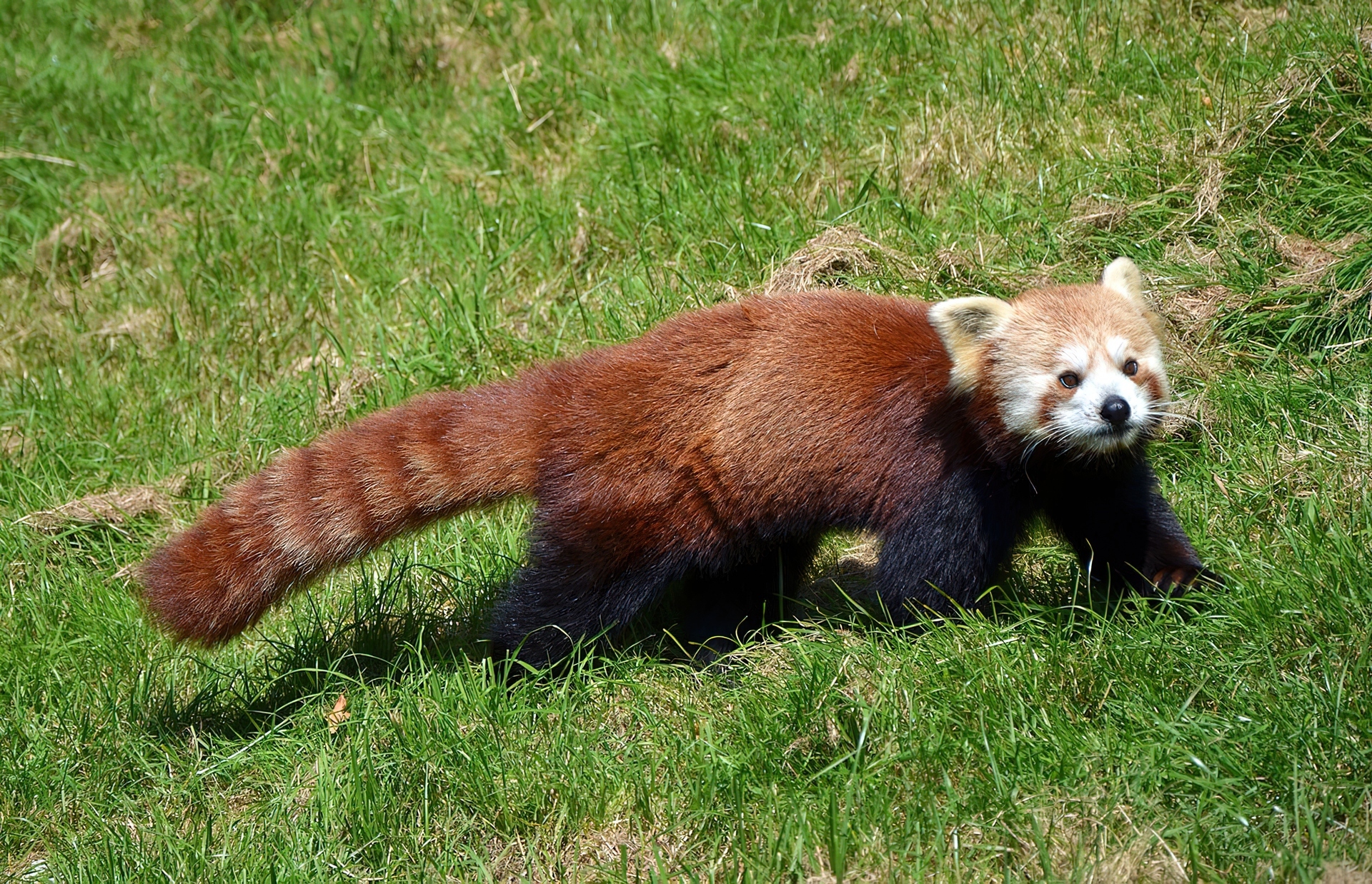 Panda, Mała, Czerwona, Pandka ruda