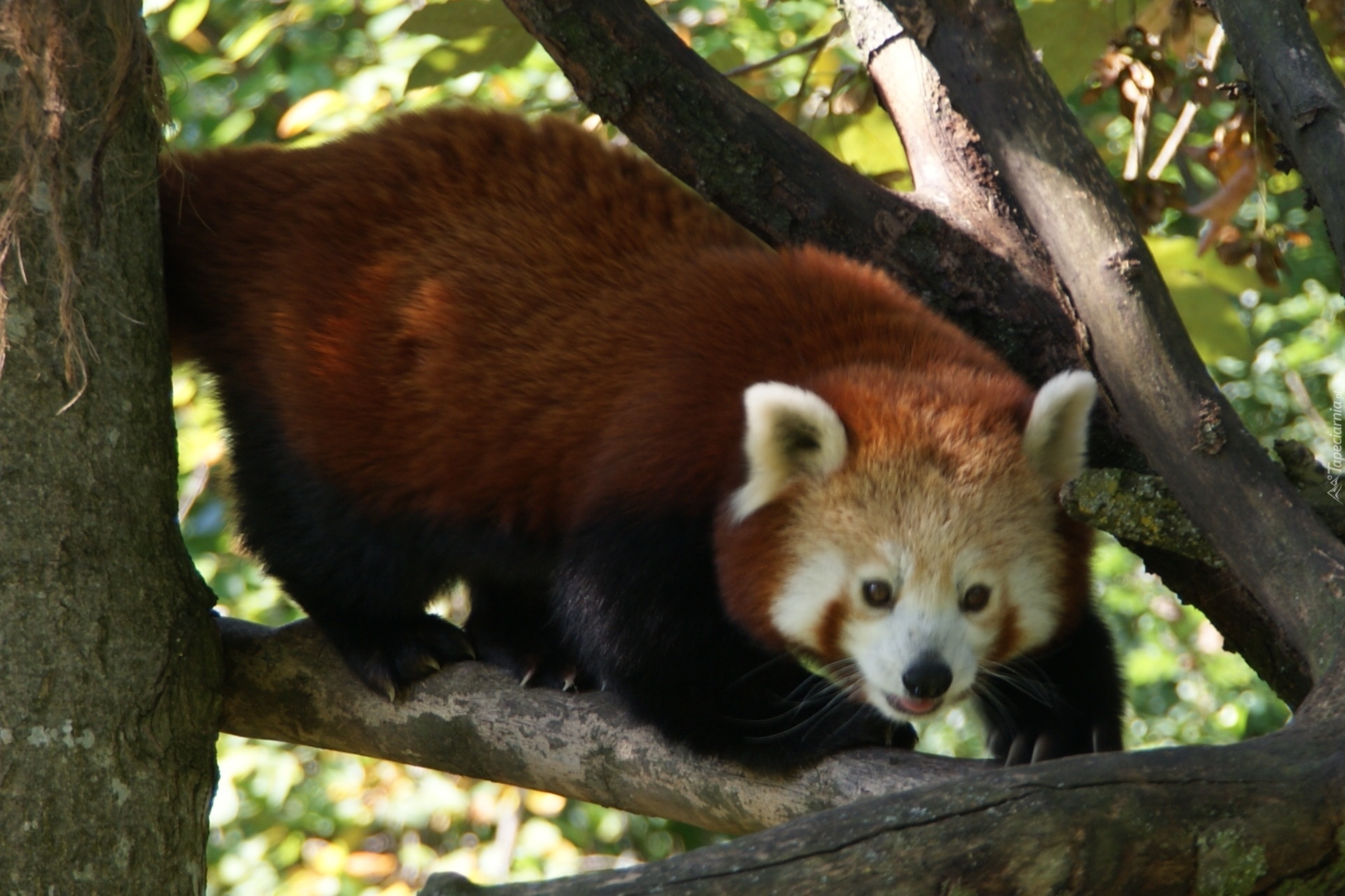 Panda, Czerwona, Konary, Pandka ruda