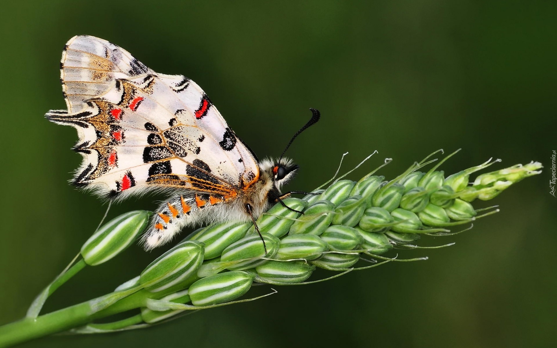 Motyl, Kłos, Zboża, makro