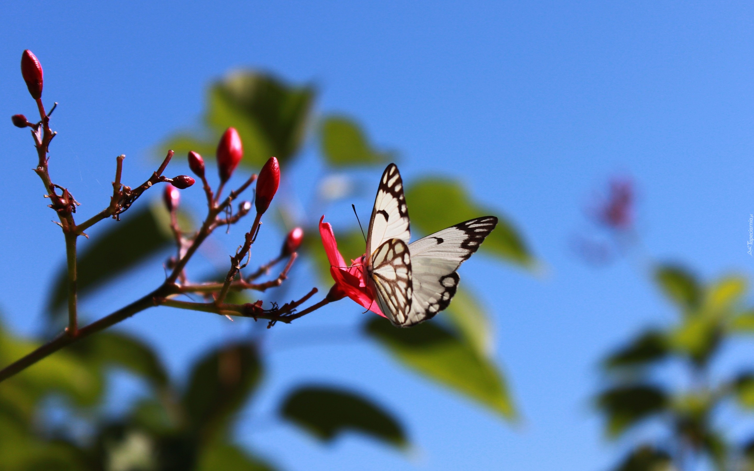 Biały, Motyl