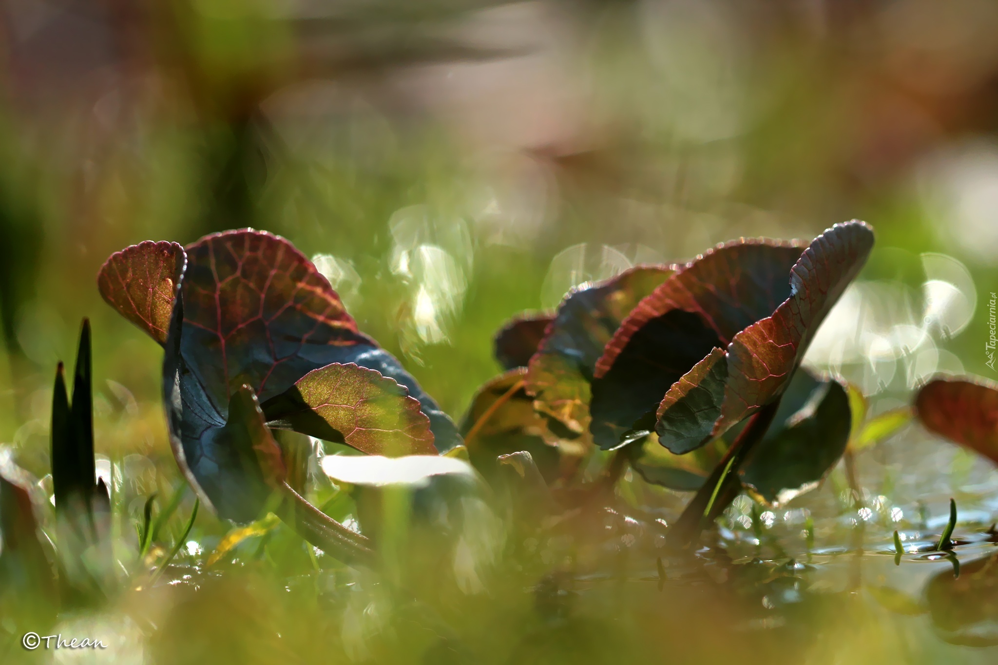 Liście, Bokeh