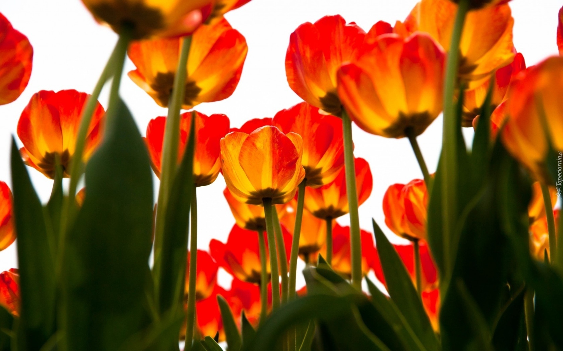 Czerwono, Żółte, Tulipany