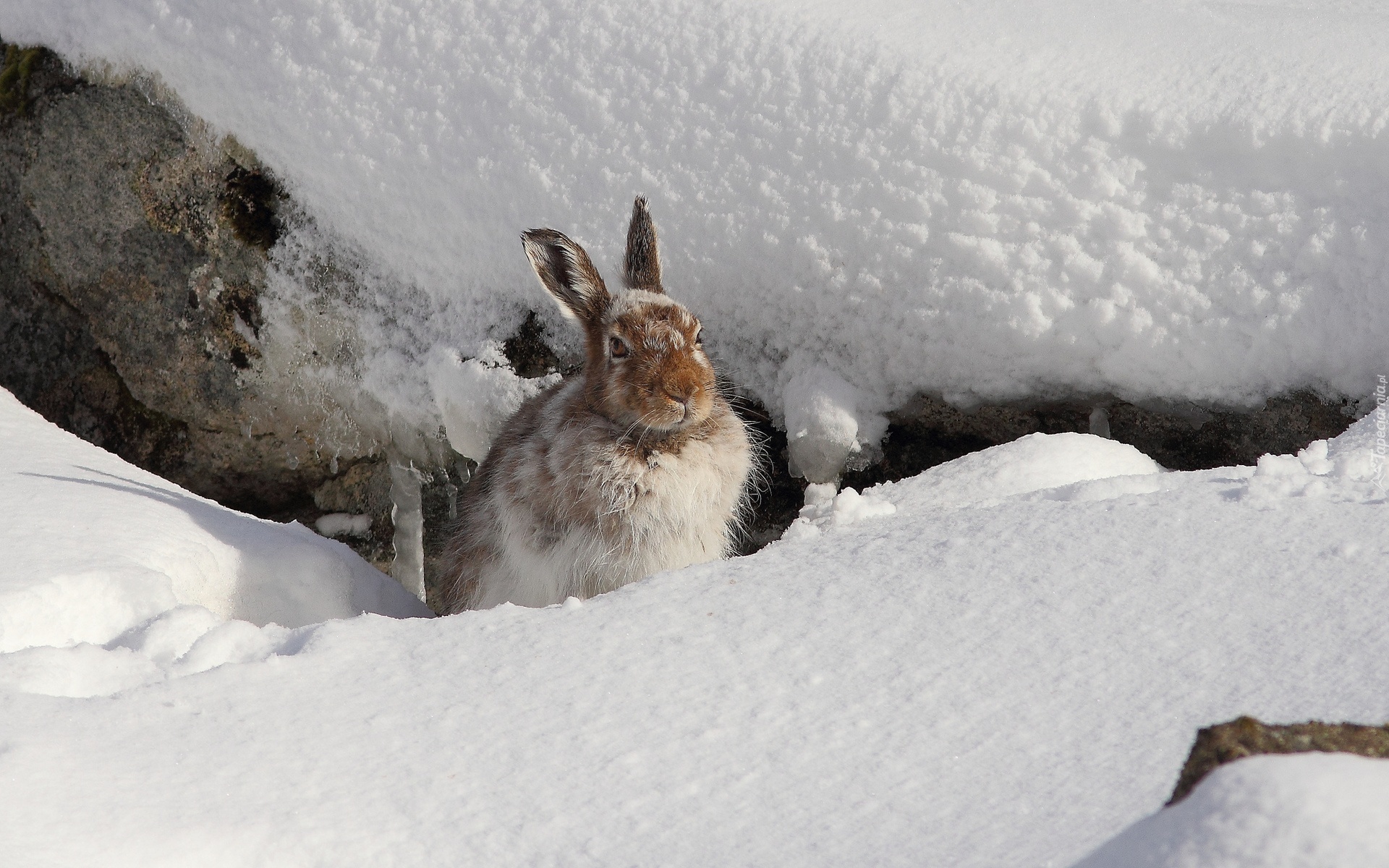 природа животные заяц беляк снег зима без смс