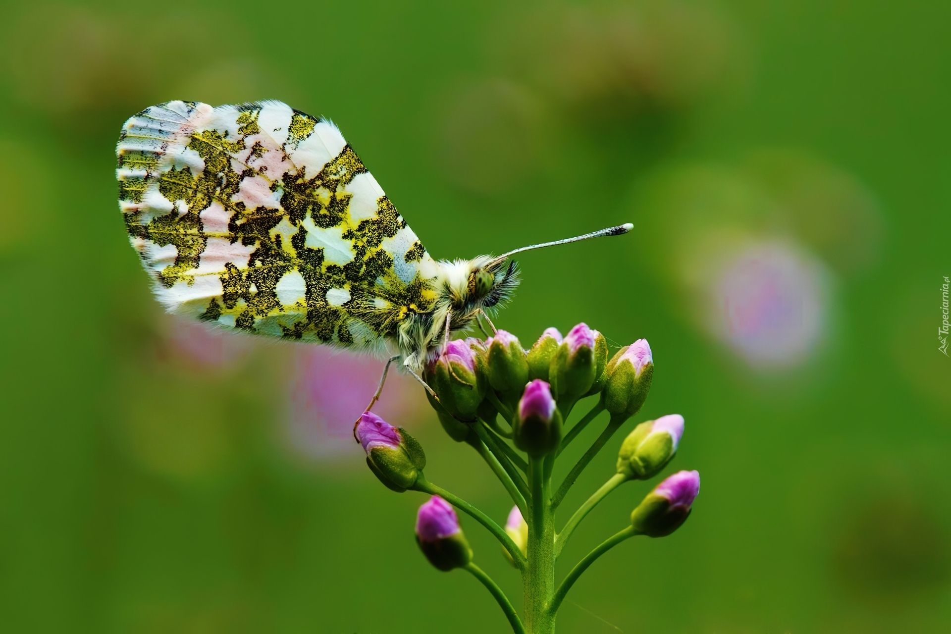 Motyl, Kwiat, Pączki