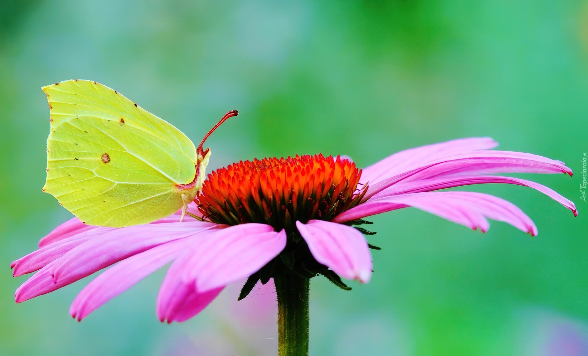 Motyl, Cytrynek,  Gerbera