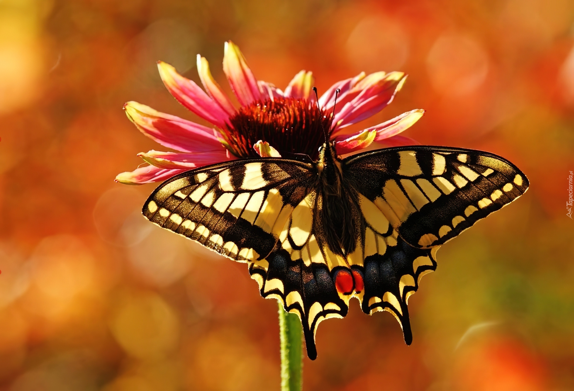 Motyl, Paź, Królowej, Gerbera