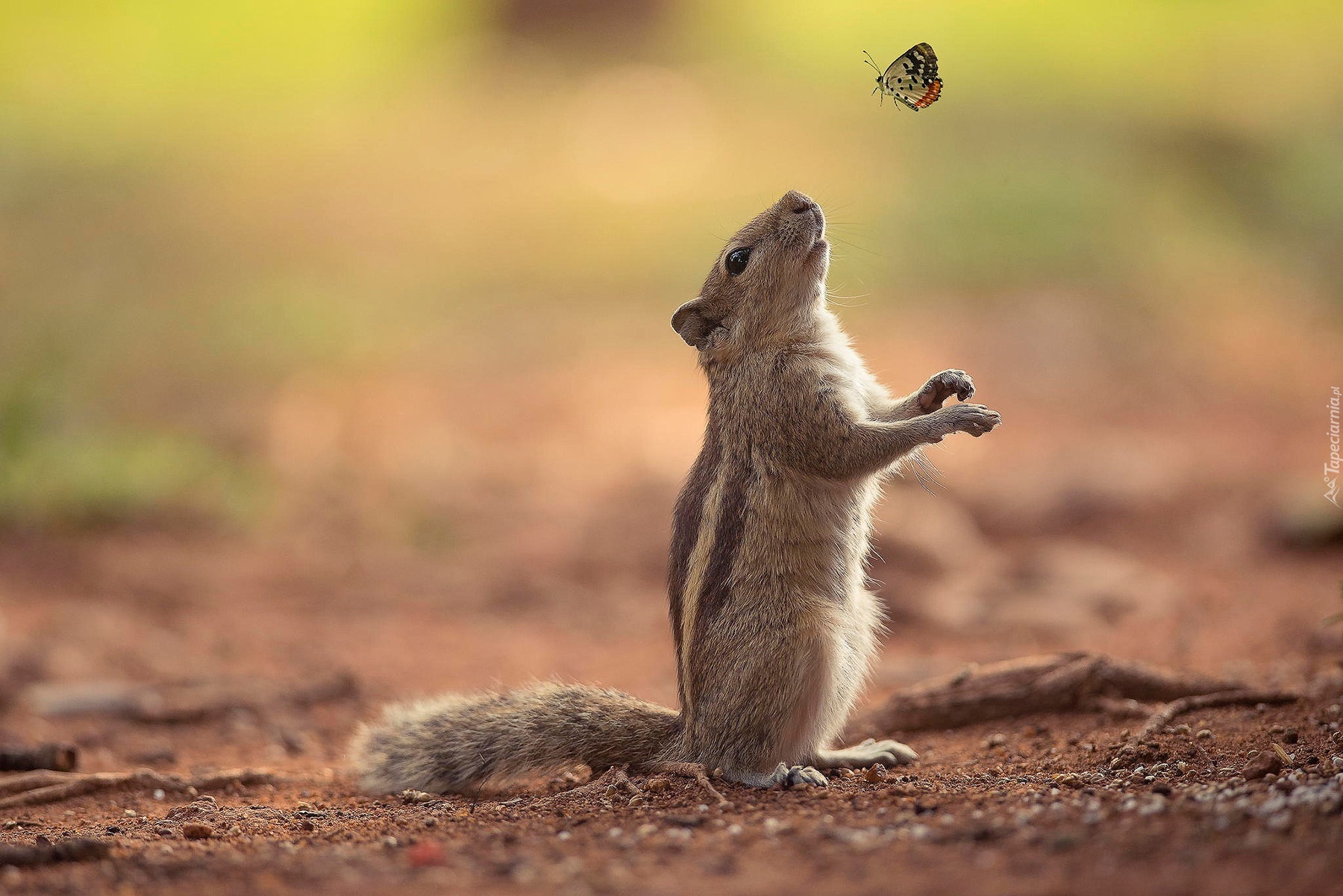 Wiewiórka, Chipmunk, Motylek