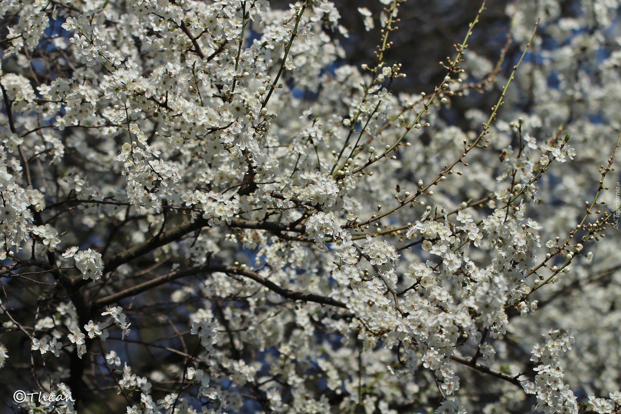 Kwitnące, Drzewo, Owocowe, Białe, Kwiaty