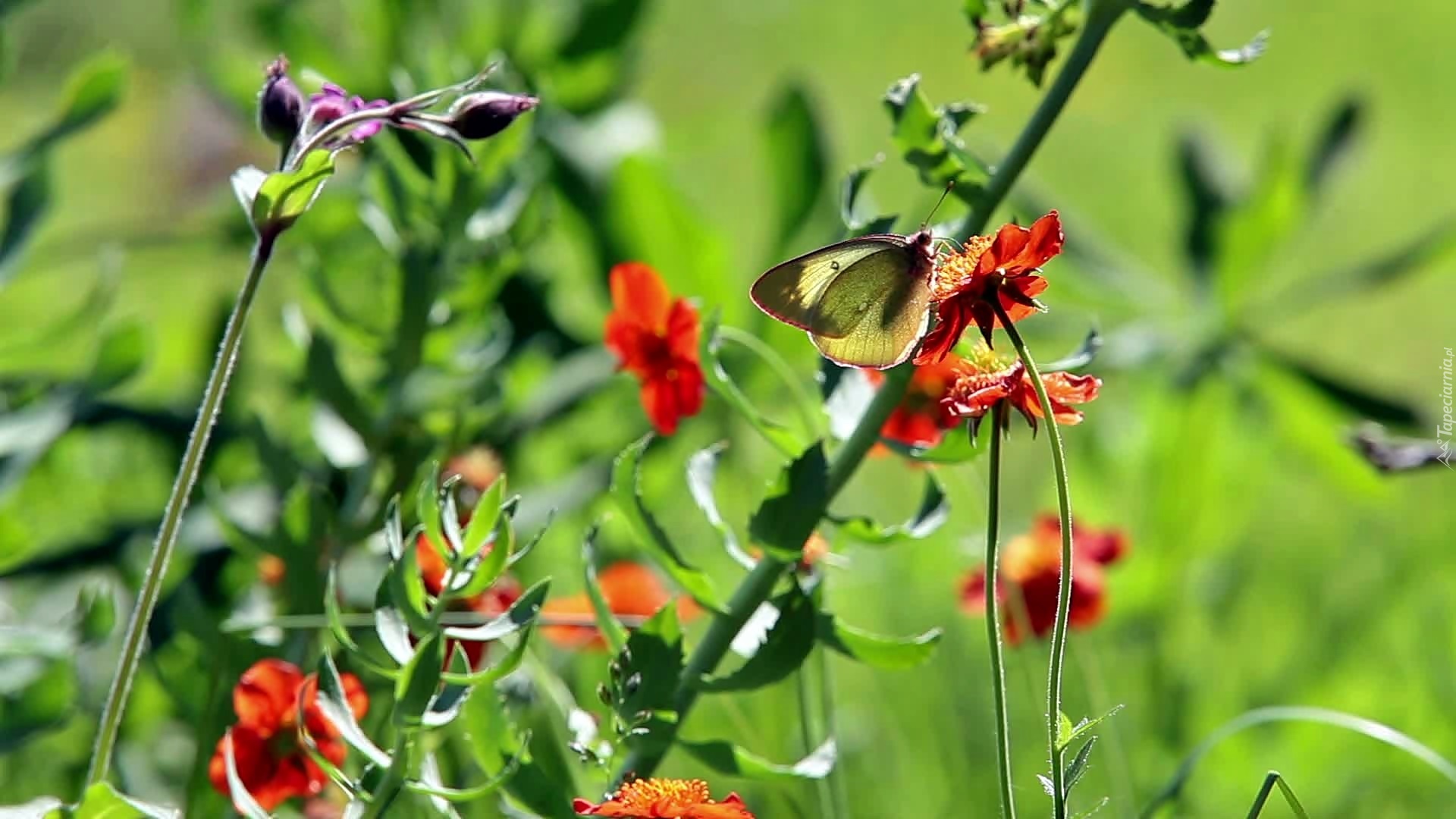 Kwiaty, Motyl, Rozmycie