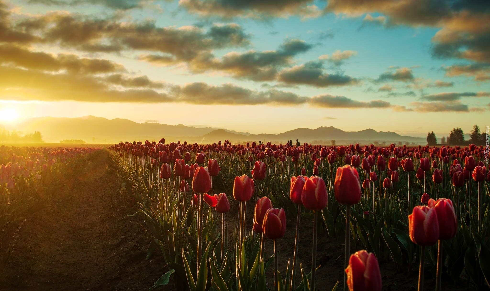 Zachód, Słońca, Tulipany