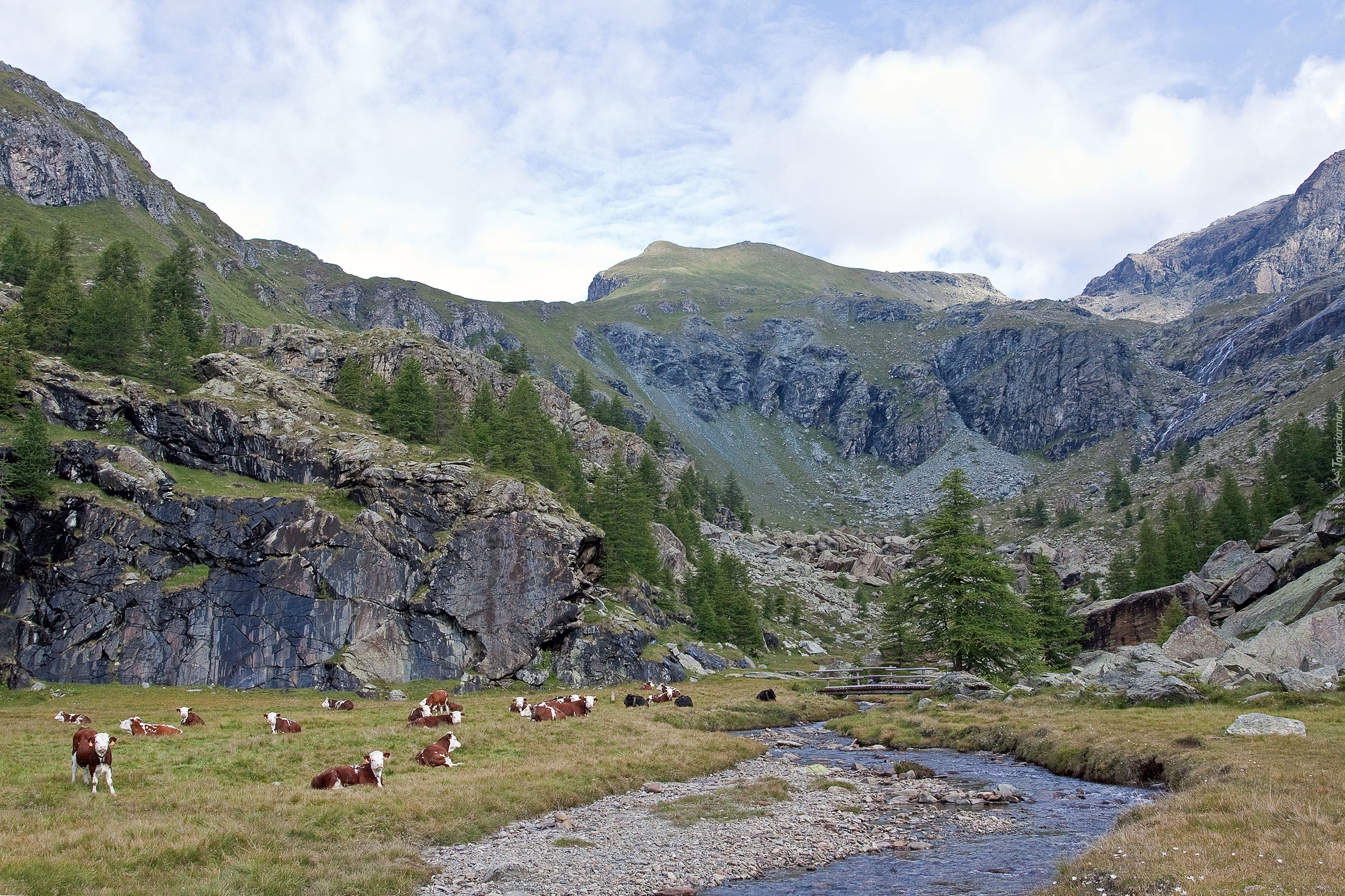 Rzeka, Góry, Krowy