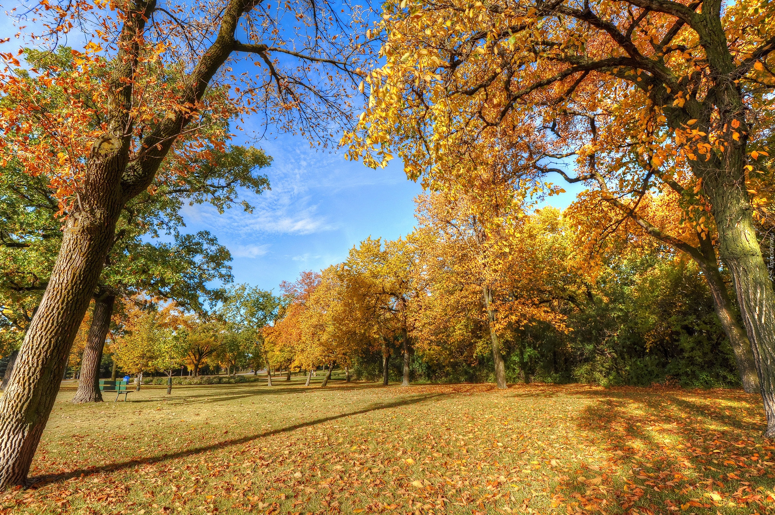 Park, Jesień, Drzewa