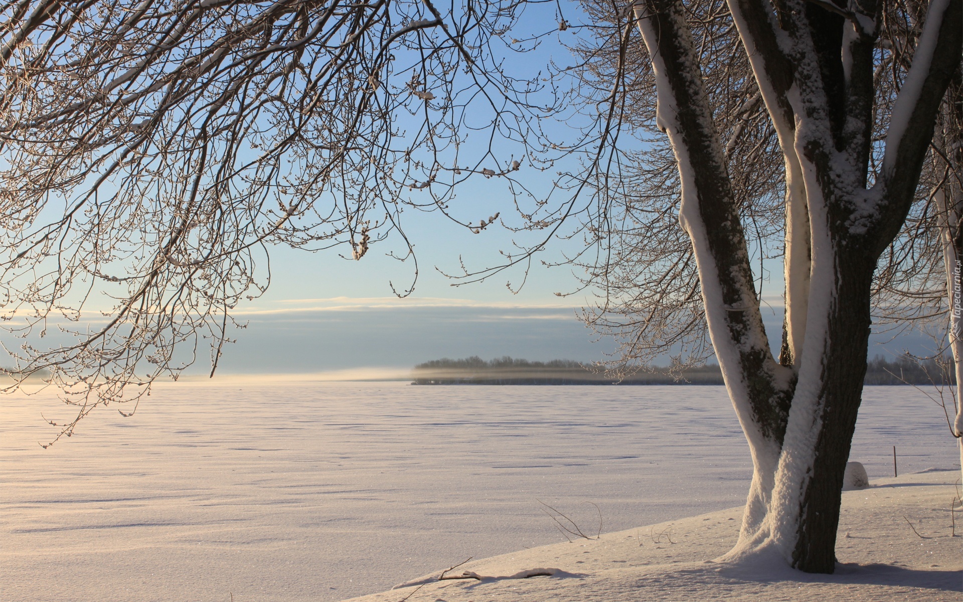Drzewo, Jezioro, Zima