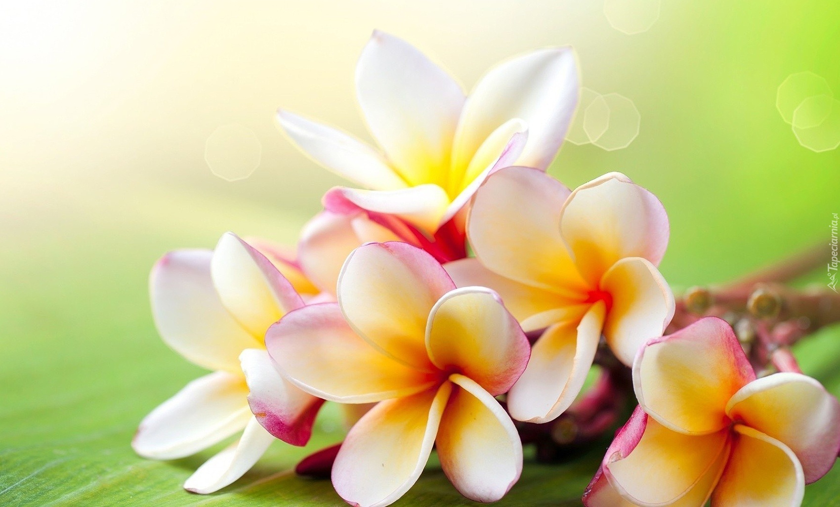 Plumeria