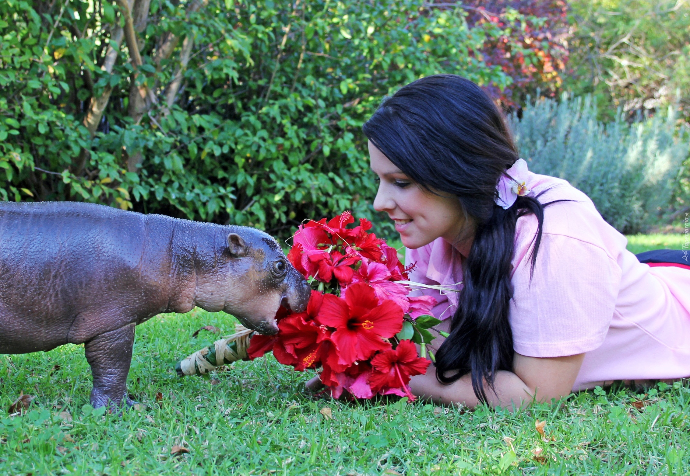Hipopotam, Trawa Kobieta, Czerwone, Kwiaty