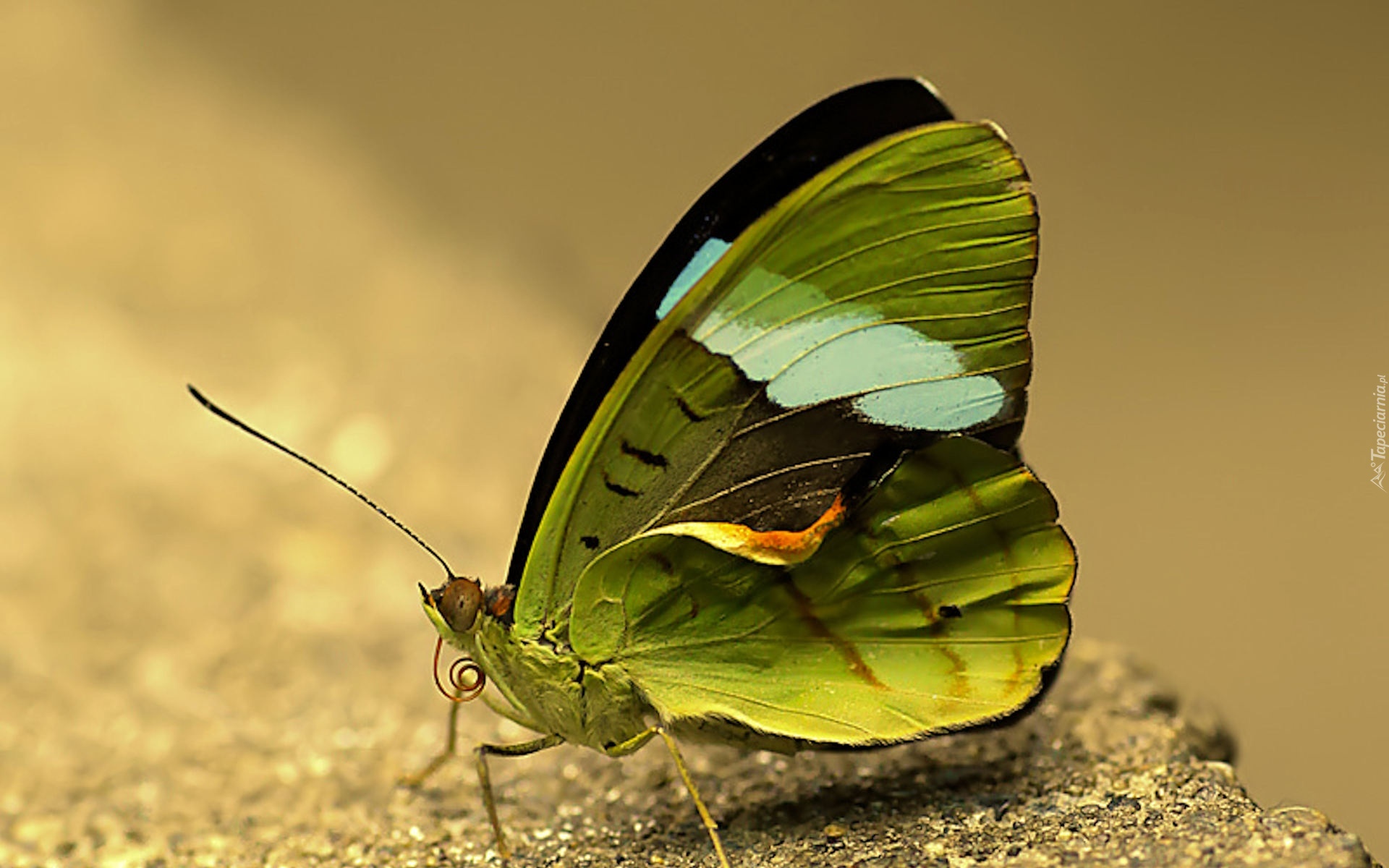 Черно зеленая бабочка. Оливковая ЭКОФОРА бабочка. Зеленая бабочка. Салатовая бабочка. Красивая зеленая бабочка.
