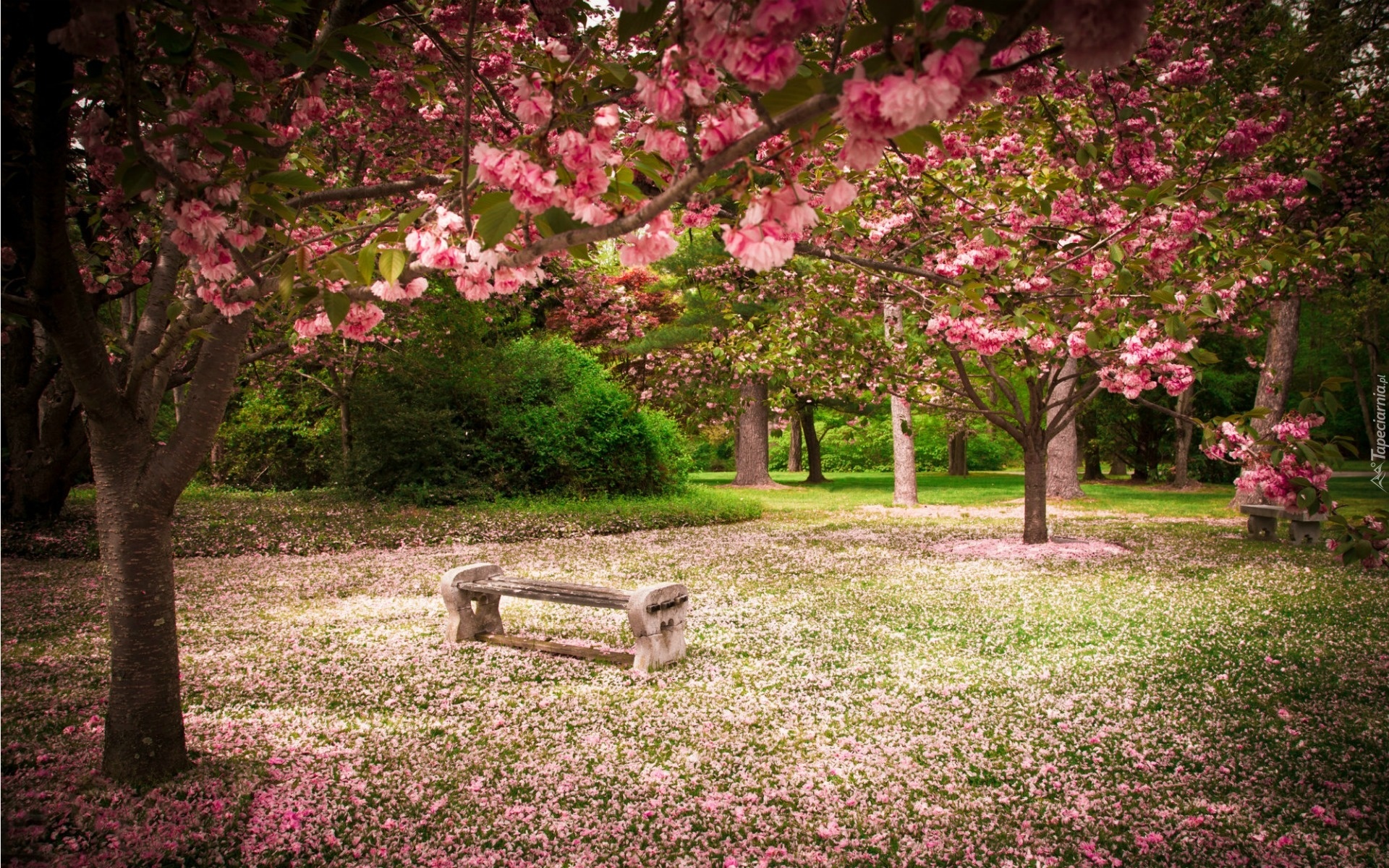Park, Ławki, Kwitnące, Drzewa, Wiosna