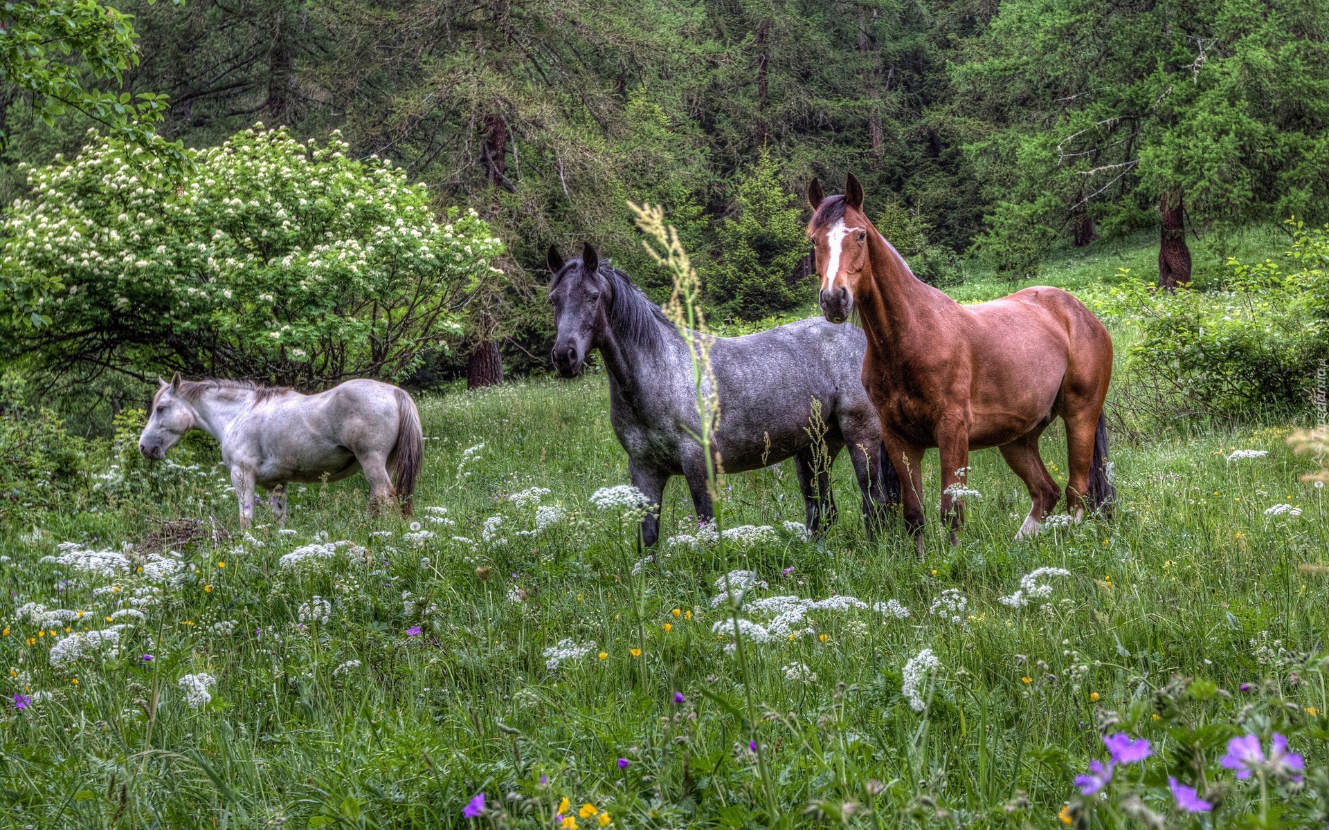 Konie, Łąka, Kwiaty, Las, HDR