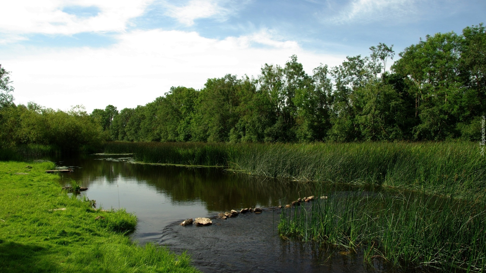 Drzewa, Rzeka, Łąka