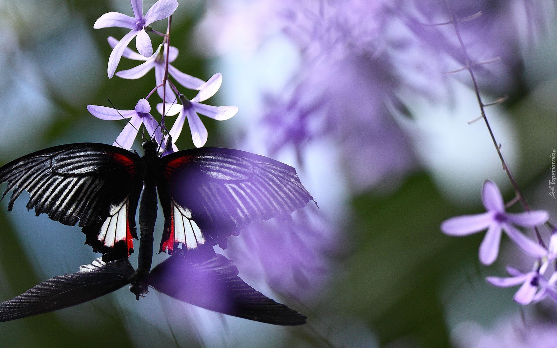 Czarny, Motyl. Fioletowe, Kwiatki