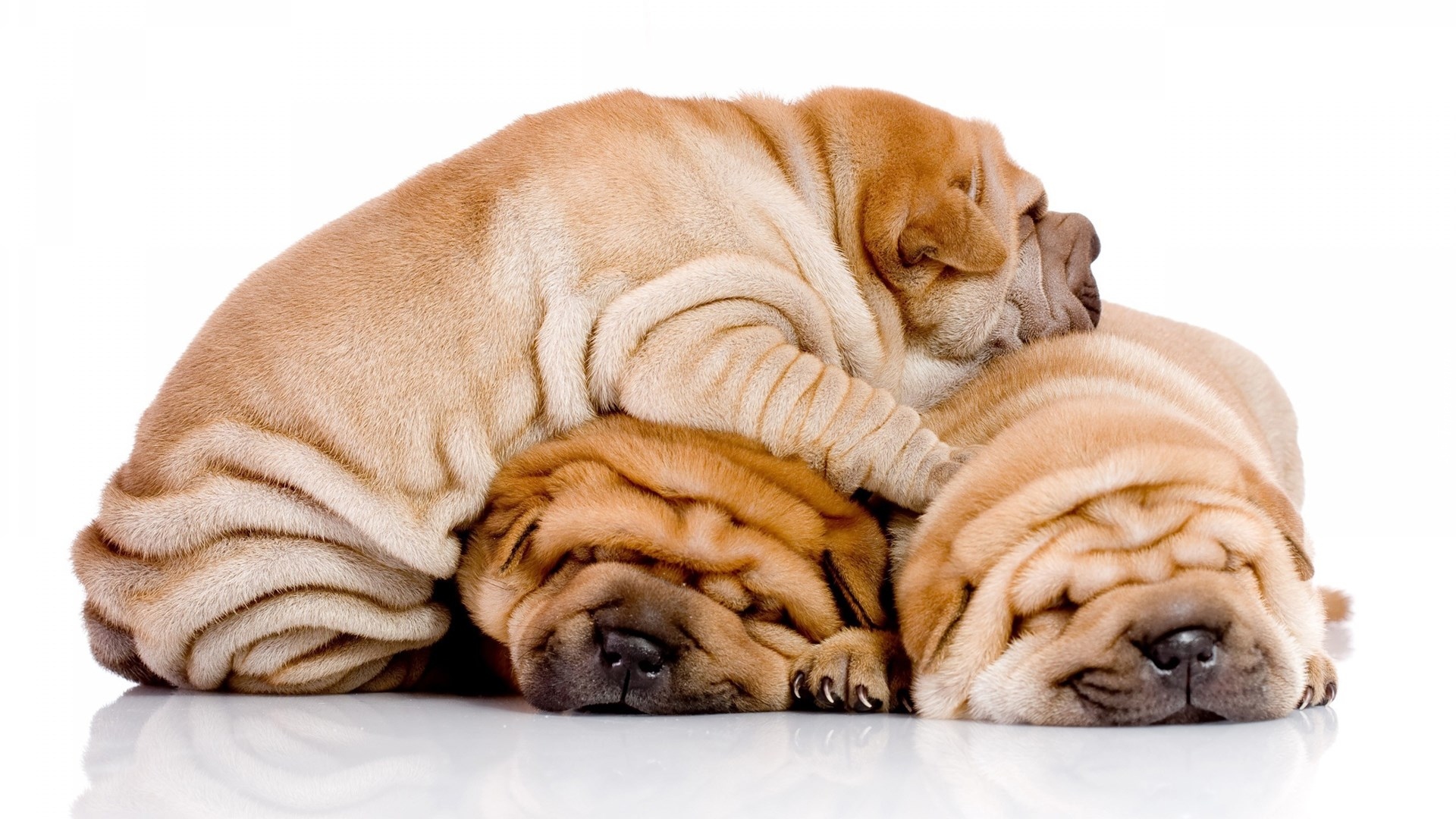 Szczeniaki, Shar Pei