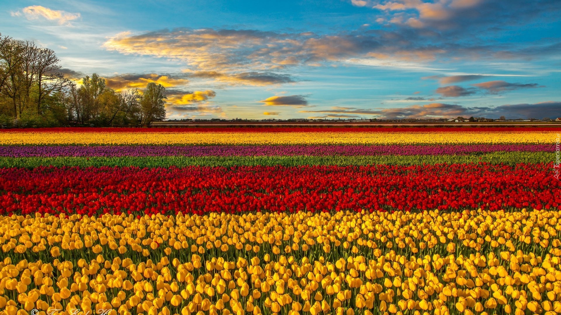 Pola, Tulipanów, Drzewa, Chmury, Horyzont