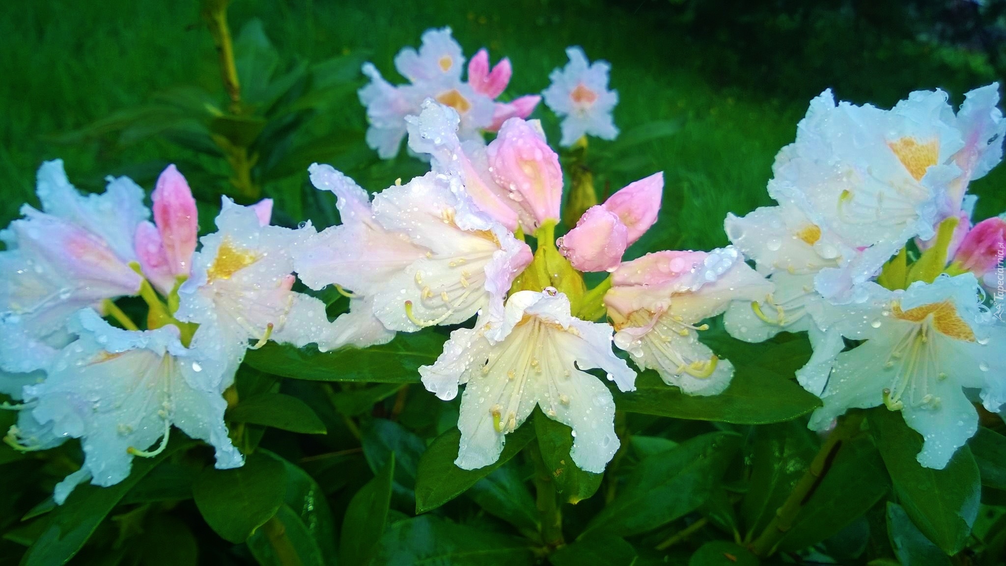 Biały, Rododendron, Krople, Rosy