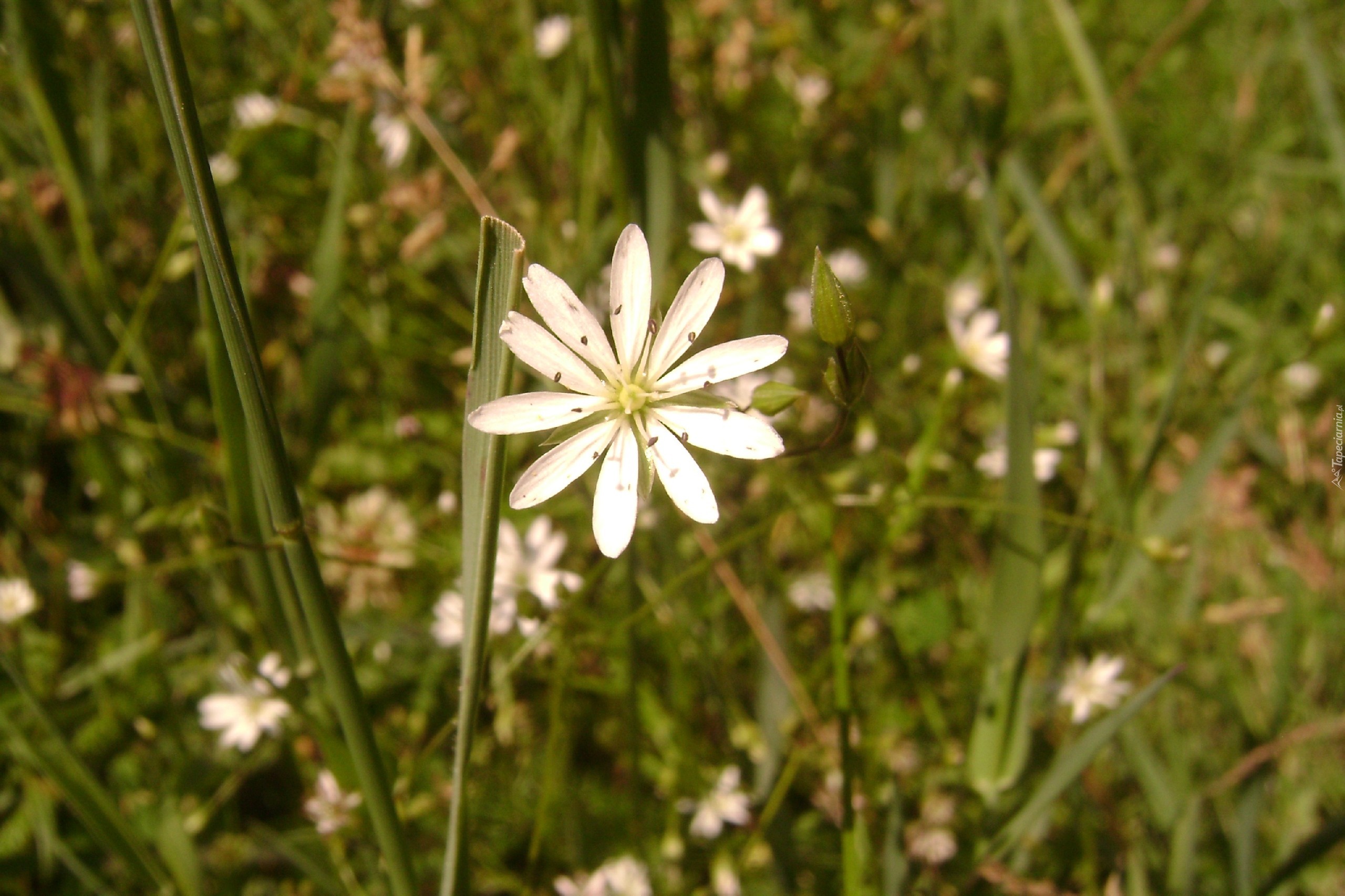 Kwiat, Trawa, Polana