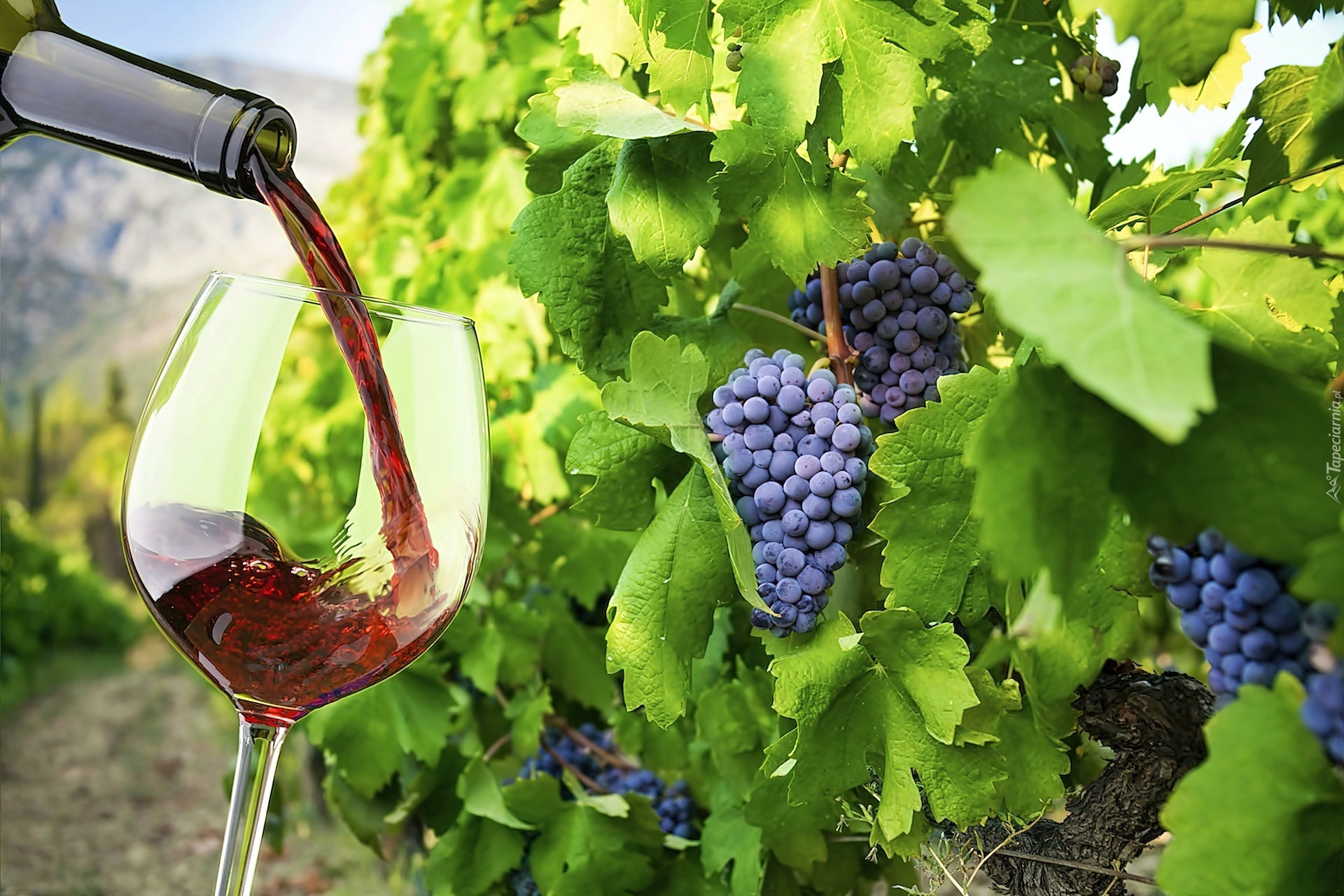 Winnica, Krzew, Winogrona, Kieliszek, Czerwone, Wino