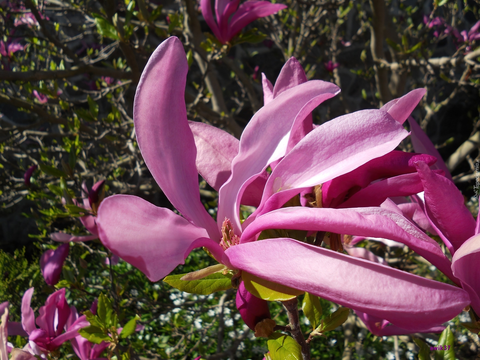 Kwiat, Magnolia, Makro