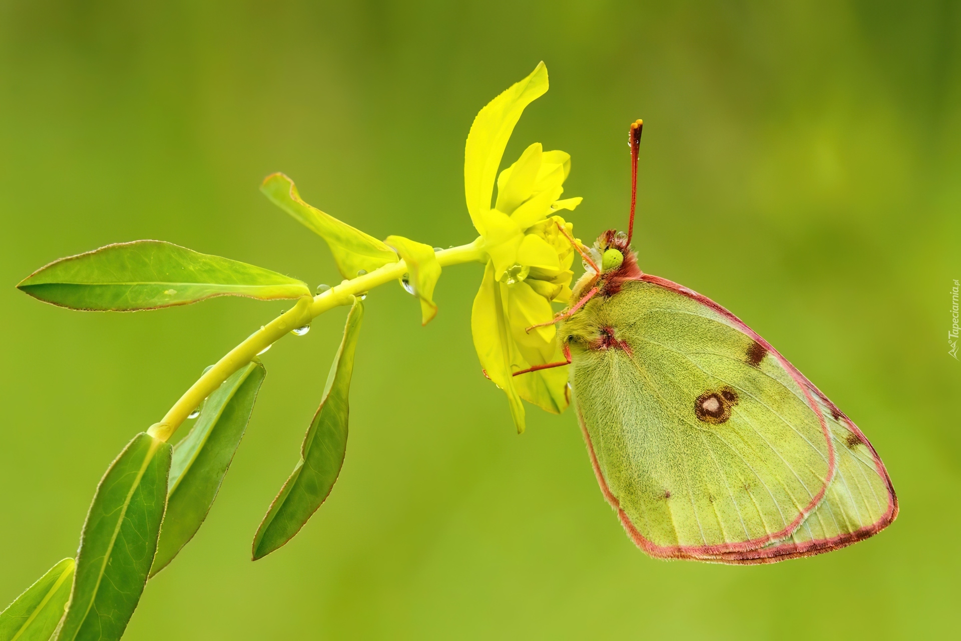 Motyl, Żółty, Kwiat