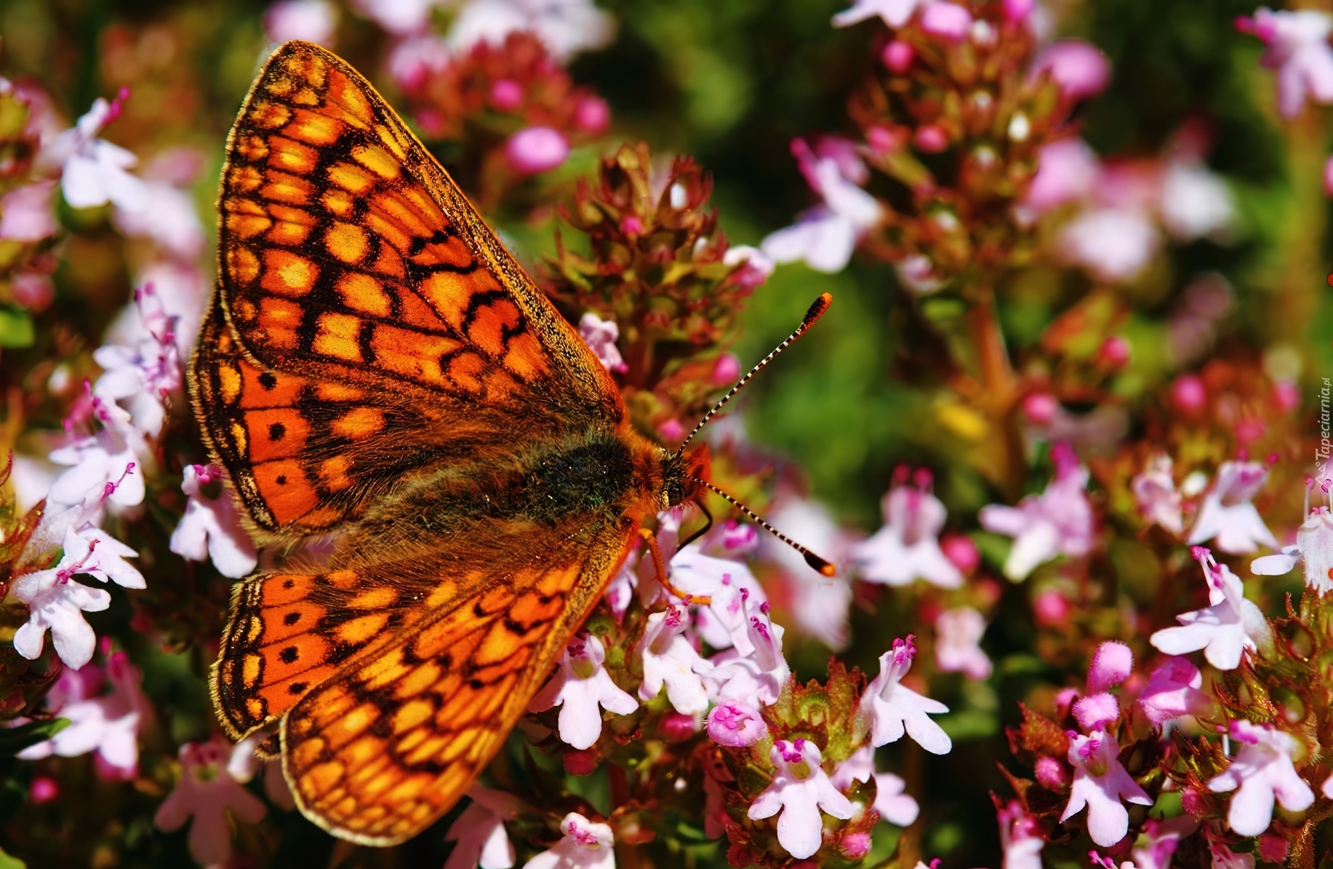 Motyl, Różowe, Kwiatki