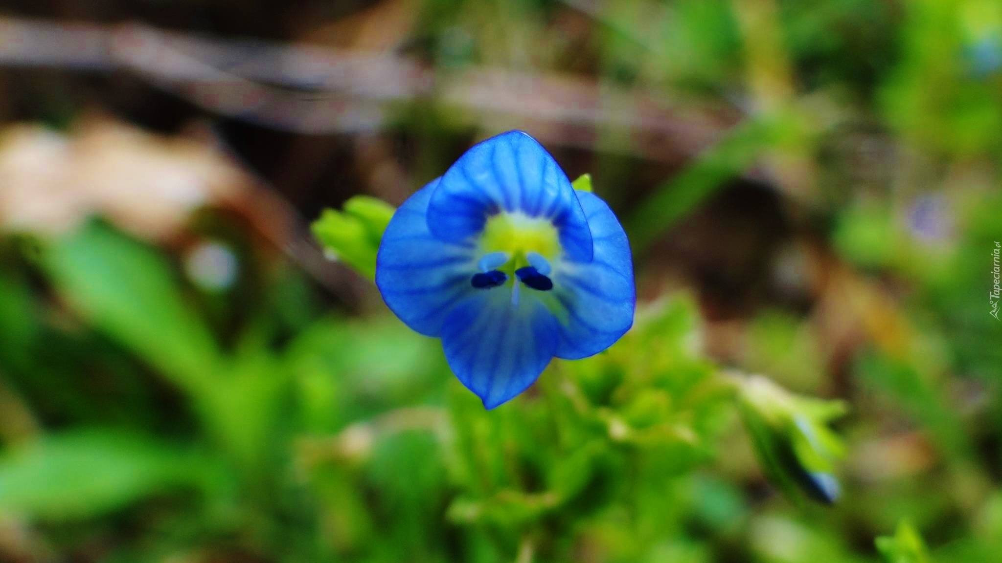 Niebieski, Kwiatek
