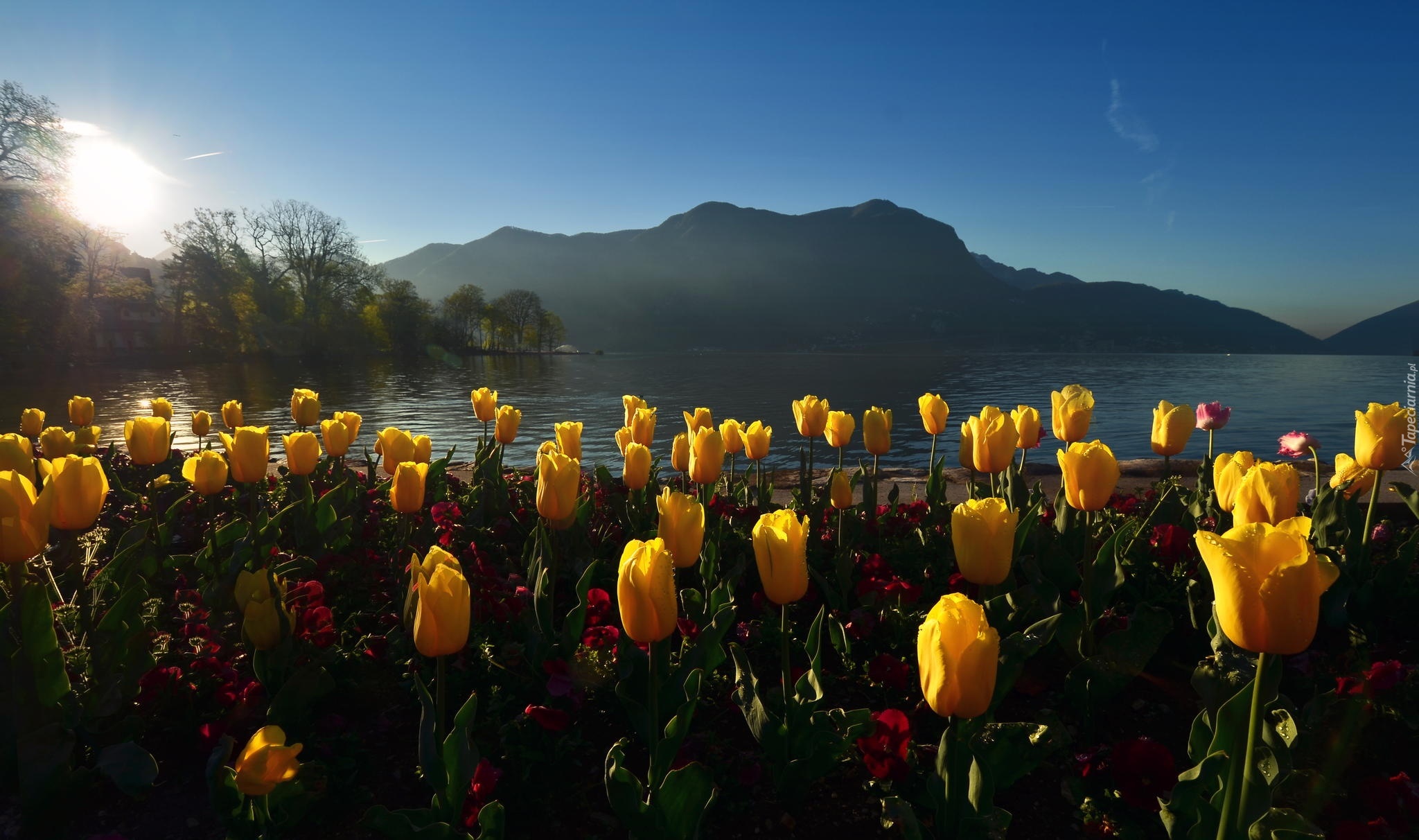 Tulipany, Jezioro, Góry, Poranek