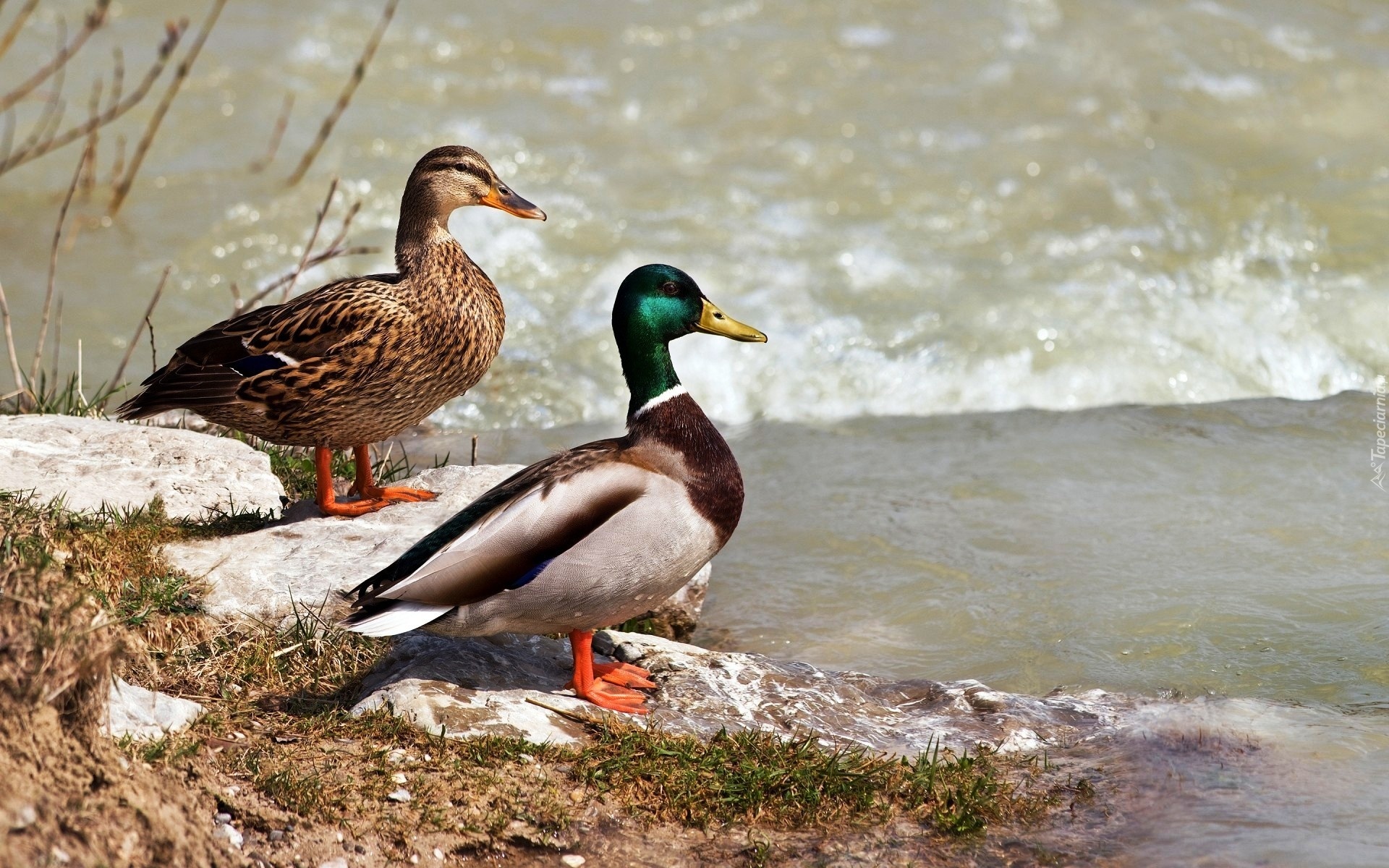 Dwie, Kaczki, Woda