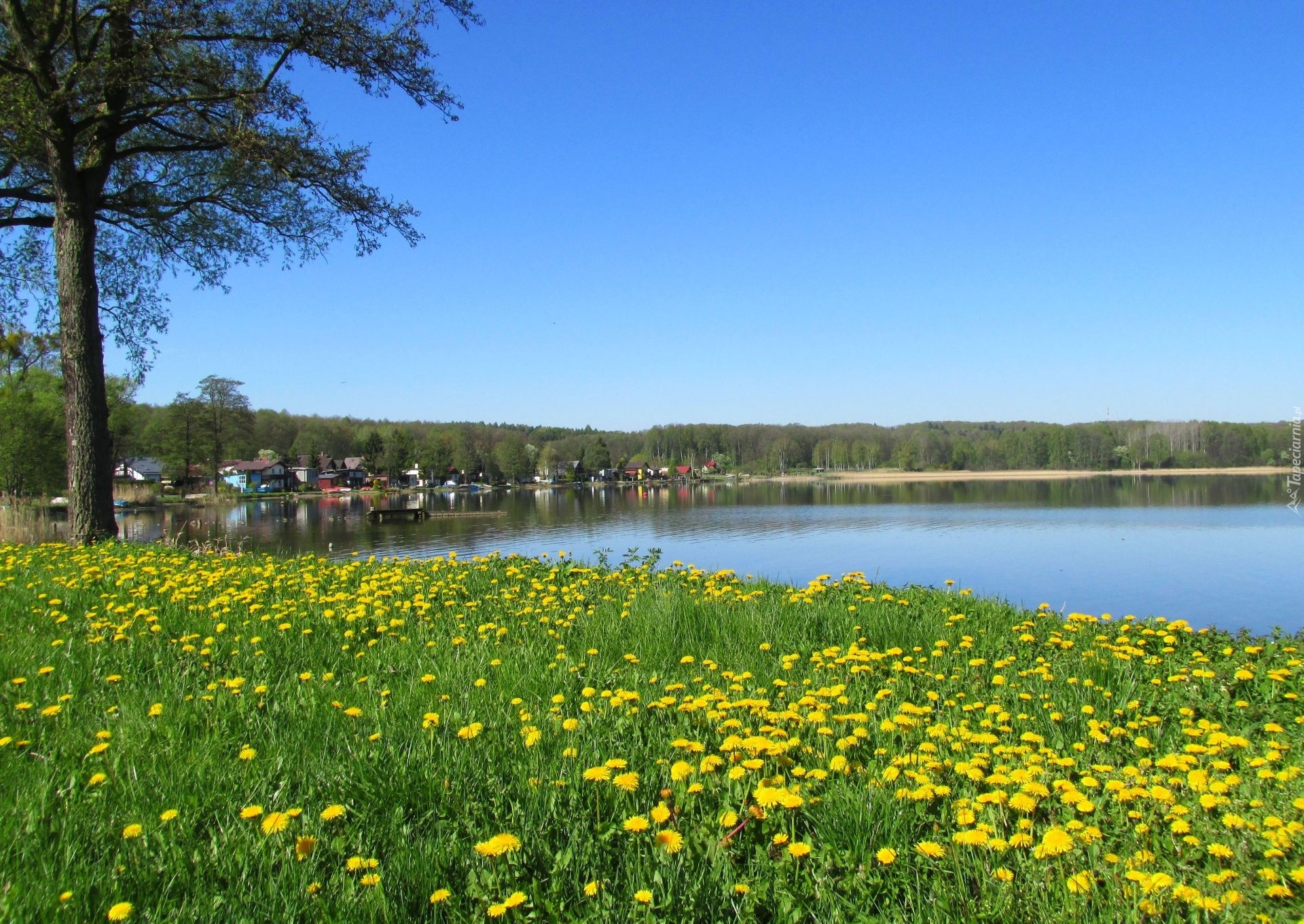 Wiosna, Jezioro, Kwiaty