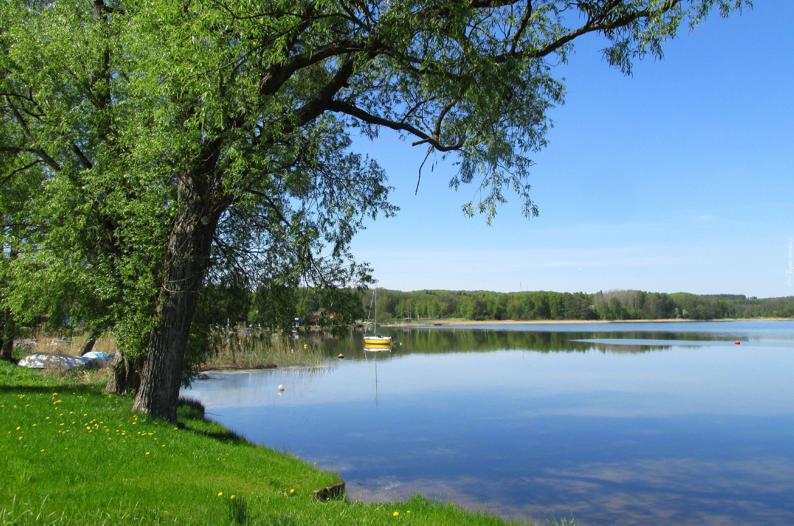 Wiosna, Jezioro, Drzewo