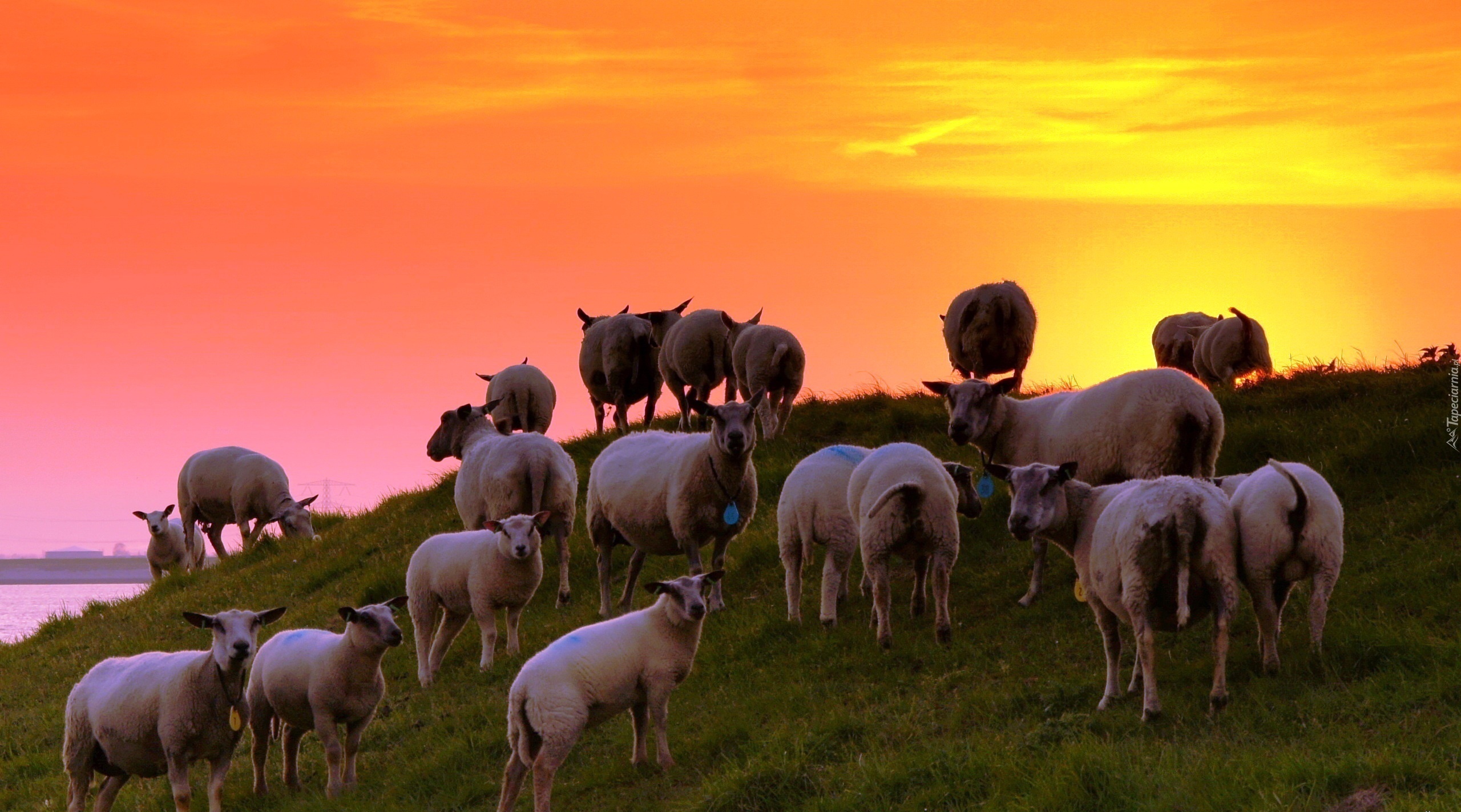 Owce, Łąka, Zachód Słońca