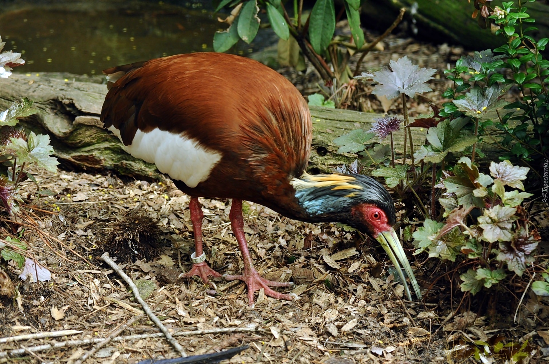 Ibis, Madagaskarski, Roślinność